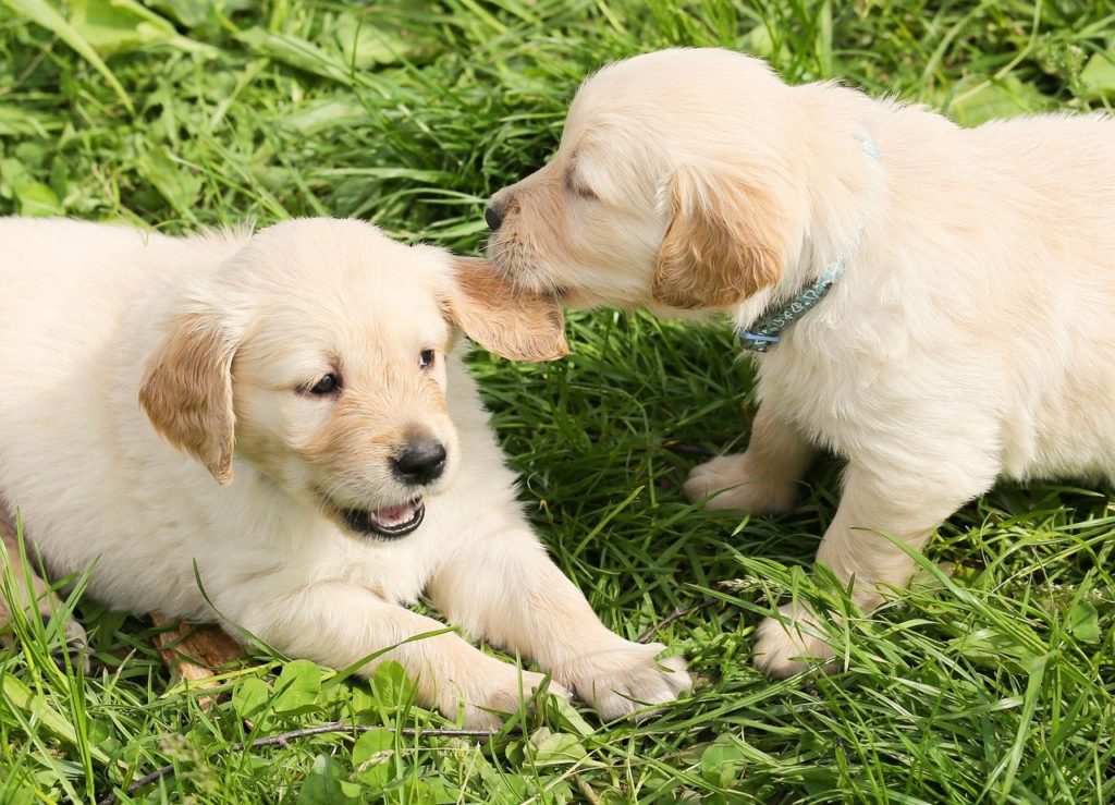 カーミングシグナルは犬同士の触れ合いの中で見られます