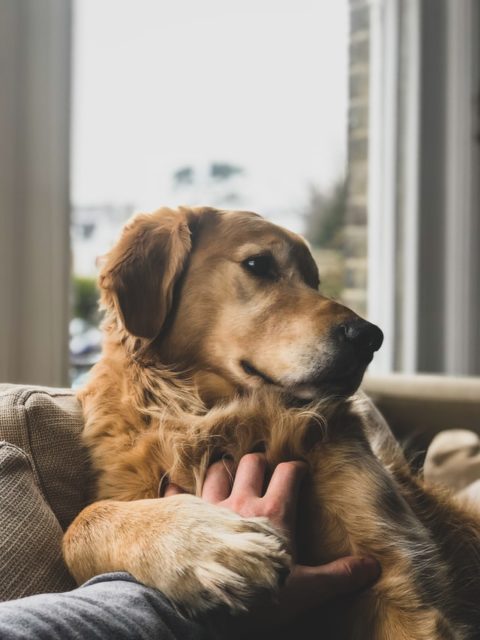 犬と人の手の写真