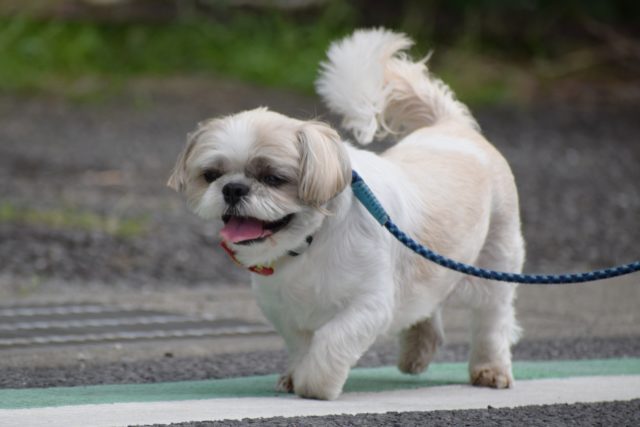 散歩中の犬の写真