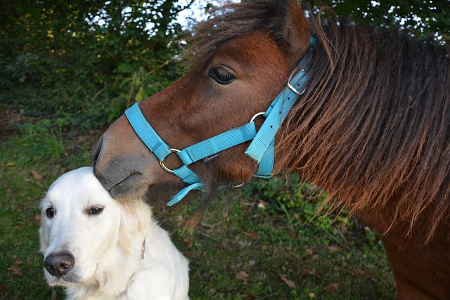 犬と馬