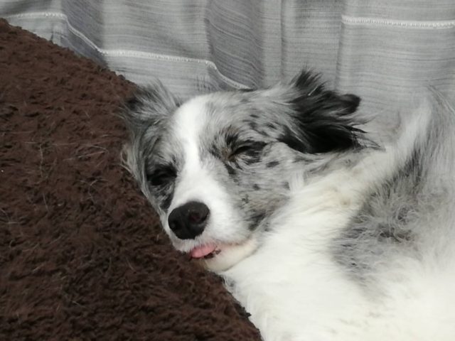 すやすやと寝ている犬の写真