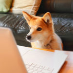 ノートPCを見つめる犬の写真