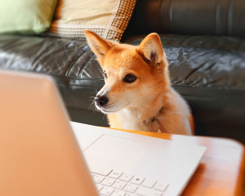 ノートPCを見つめる犬の写真